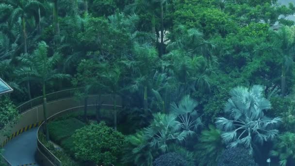 Пальмы в Макао в дождливое время — стоковое видео