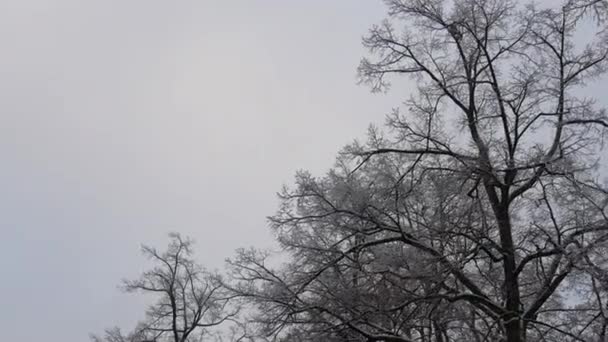 Árboles de invierno en la noche nevada — Vídeo de stock