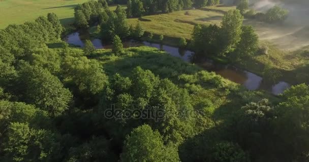 Летний лес — стоковое видео