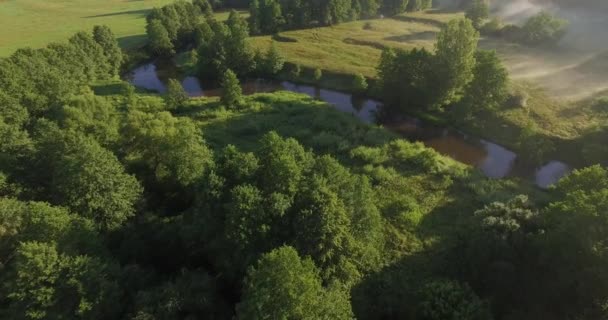 Belle forêt d'été  