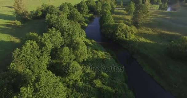 Hermoso bosque de verano — Vídeo de stock