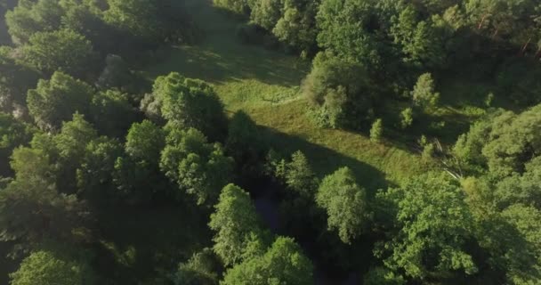 Hermoso bosque de verano — Vídeo de stock