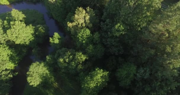 Mooie zomerse bos — Stockvideo