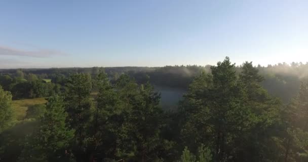 Belle forêt d'été  