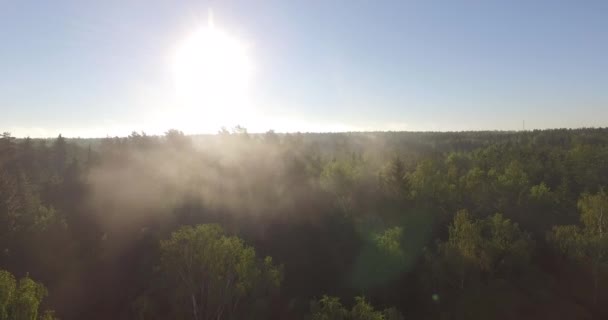 Hermoso bosque de verano — Vídeo de stock