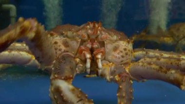 suda büyük Yengeç görünümünü