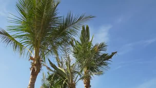 Palmy na Venice beach o zachodzie słońca — Wideo stockowe