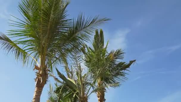 Handpalmen op Venice beach bij zonsondergang — Stockvideo