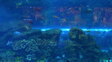 Dubai Alışveriş Merkezi ünlü akvaryum