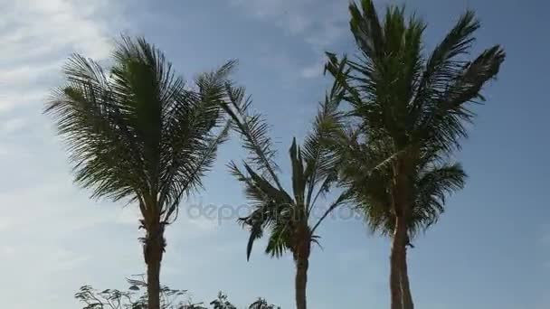 Palmen am venezianischen Strand bei Sonnenuntergang — Stockvideo