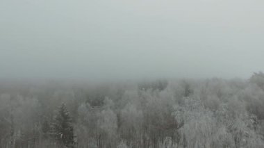Güzel Kış Ormanı