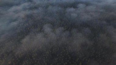 Güzel Kış Ormanı