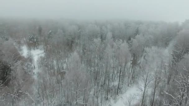 Gyönyörű téli erdő — Stock videók