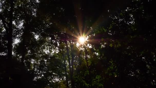 Lumină Pădure Vedere Imagini — Videoclip de stoc