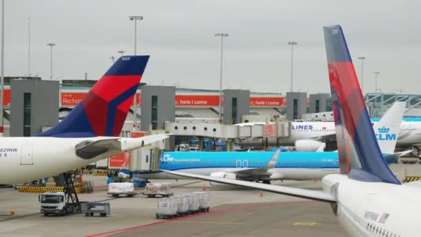 Amsterdam Novembre 2019 Aeroporto Nazionale Dei Paesi Bassi Amsterdam Footage — Video Stock