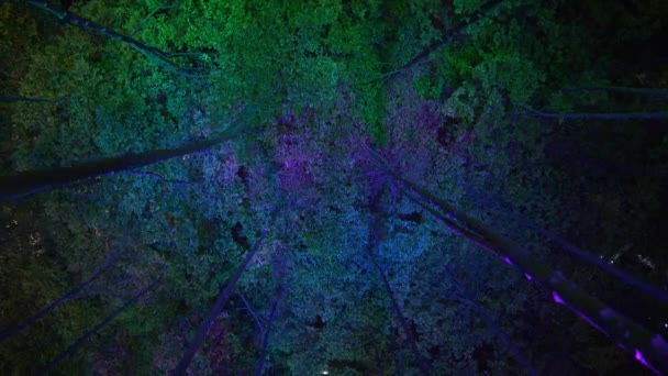 Bottom View Colored Illumination Green Trees Nighttime — Vídeo de Stock