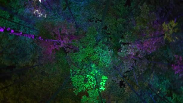Κάτω Όψη Του Χρωματιστού Φωτισμού Των Πράσινων Δέντρων Νύχτα — Αρχείο Βίντεο