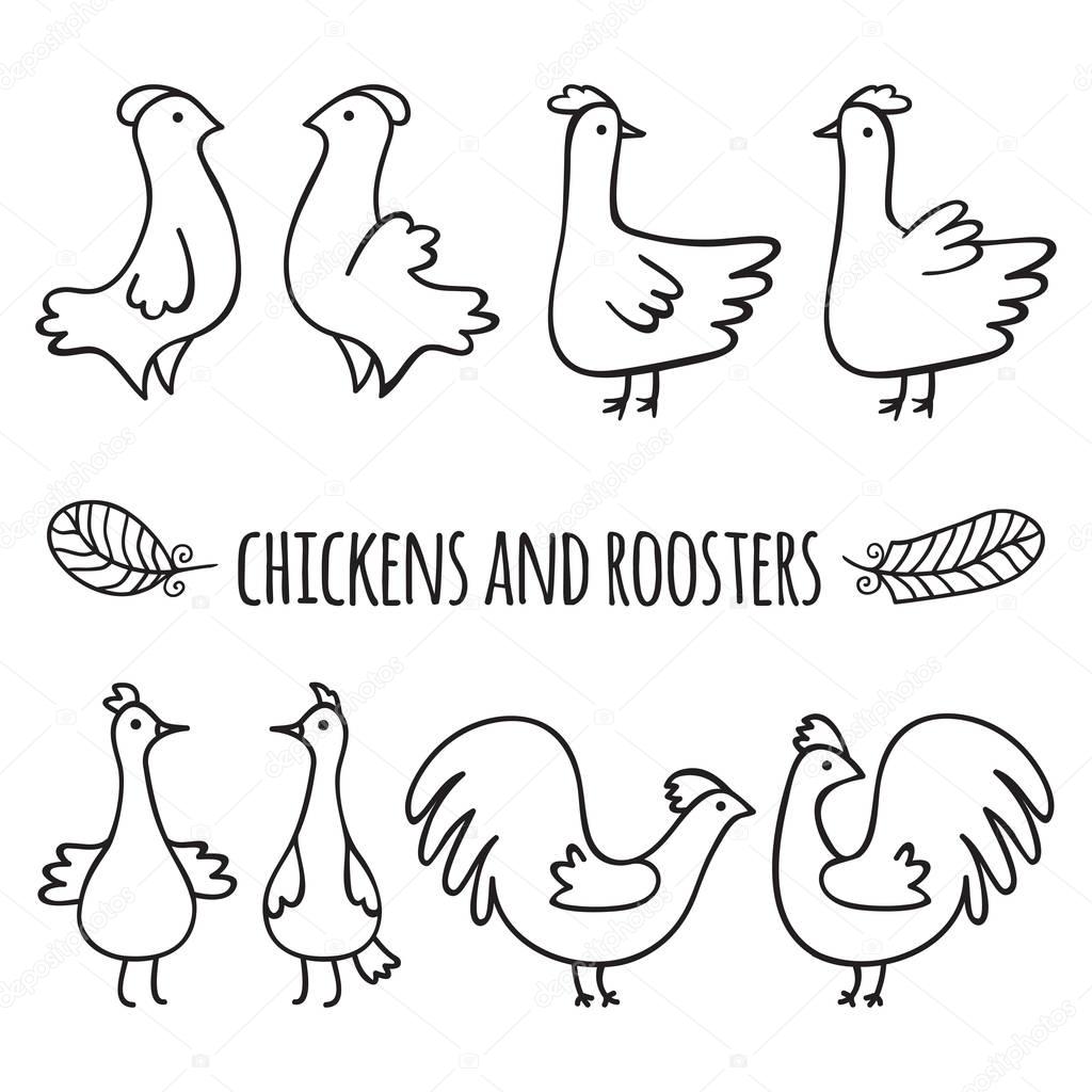 Chickens and roosters