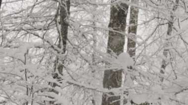 Snowboard Backcountry içinde tırmanıyor.