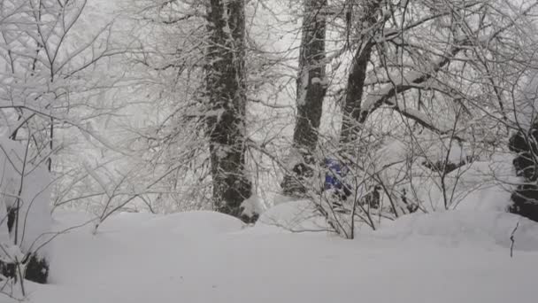 Snowboardista Freerider jezdí v lese — Stock video