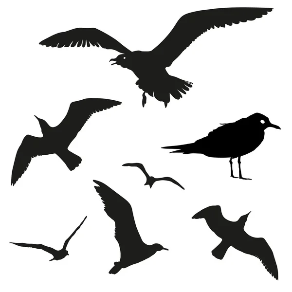 Conjunto de vetores - silhueta de gaivota sobre fundo branco — Vetor de Stock