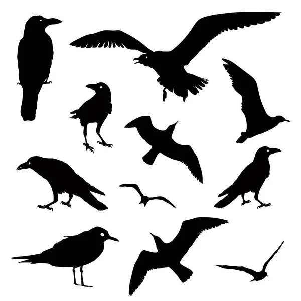 Colección vectorial de siluetas de aves — Archivo Imágenes Vectoriales