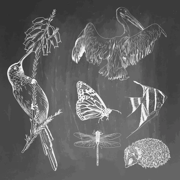 Het aantal dieren op schoolbord achtergrond. Colibri, pelikaan, vlinder, vissen, egel, dragonfly schetsen. Vectorillustratie geïsoleerd op blackboard imitatie. Collectie voor school en afdrukken. — Stockvector