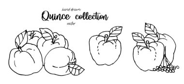 El çizimi quince taslak stili vektör çizimi. Yaprak mürekkebi resimli ayva elması.