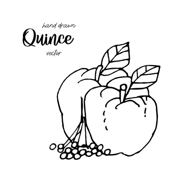 Dibujo de membrillo dibujado a mano estilo vector ilustración. Manzana de membrillo con ilustración de tinta de hoja . — Vector de stock