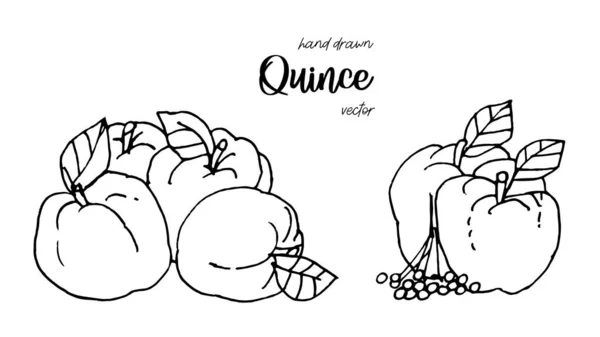 Dibujo de membrillo dibujado a mano estilo vector ilustración. Manzana de membrillo con ilustración de tinta de hoja . — Vector de stock