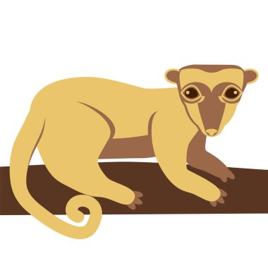 kinkajou tatlı kedi hayvan