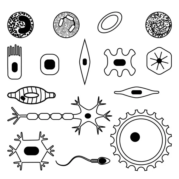Different human cell types — Stock Vector
