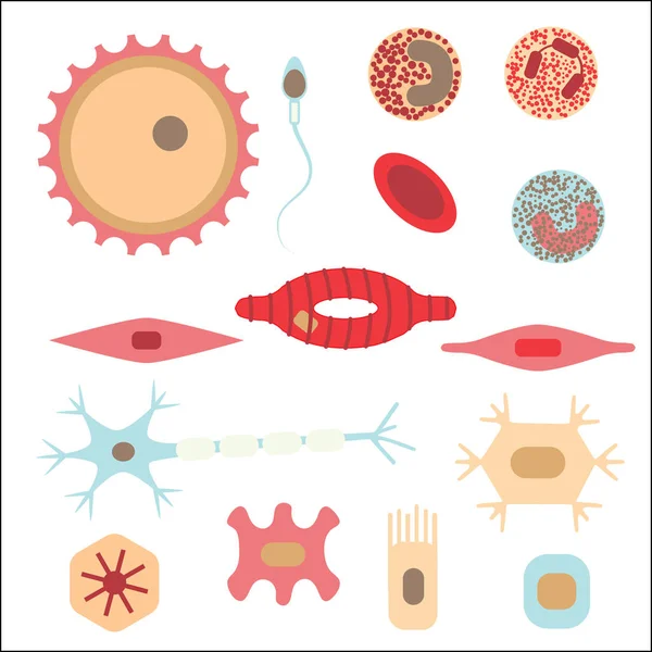 Different human cell types — Stock Vector