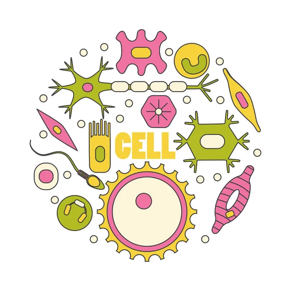 Diferentes tipos de células humanas —  Vetores de Stock
