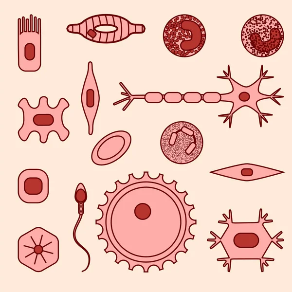 Farklı insan hücre tipleri — Stok Vektör