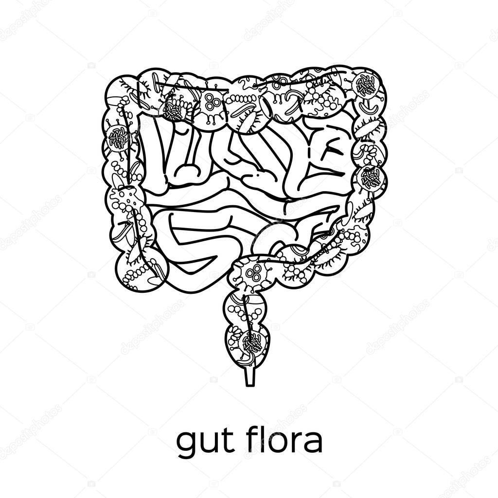 gut human digestive system