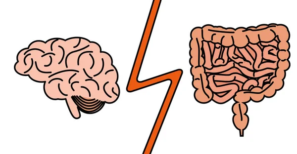 Concepto de intestino versus cerebro — Vector de stock