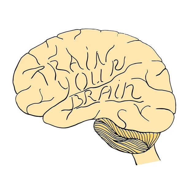 Allena la mano cerebrale disegnata — Vettoriale Stock