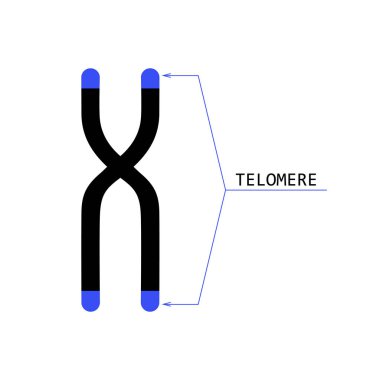 telomere end of chromosome clipart