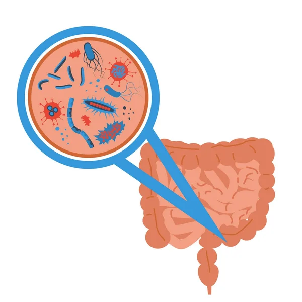 Signe de flore intestinale — Image vectorielle