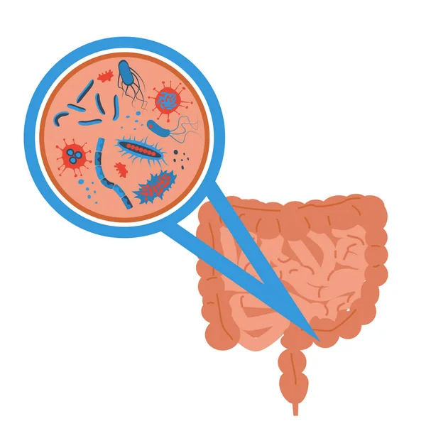 Sinal da flora intestinal —  Vetores de Stock