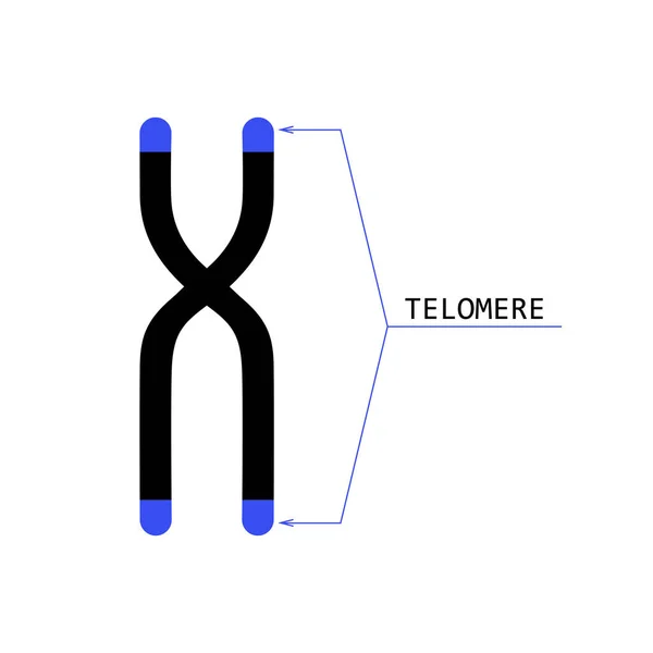 Telómero final del cromosoma — Vector de stock
