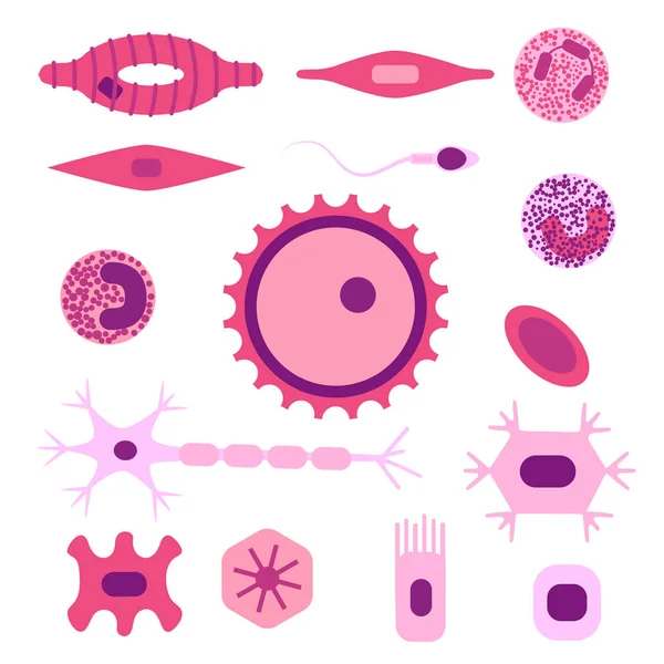 Insan hücre türü kümesi — Stok Vektör