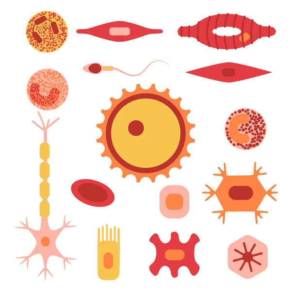 人体细胞类型集 — 图库矢量图片