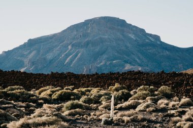 Dağ yeri ile volkanik taşların şerit ve şerit bitkiler oluşur. Teide Milli Parkı. Tenerife