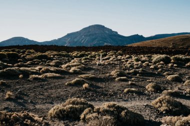 Dağ ve tepe yeri ile volkanik taşların şerit ve şerit bitkilerin oluşur. Teide Milli Parkı. Tenerife