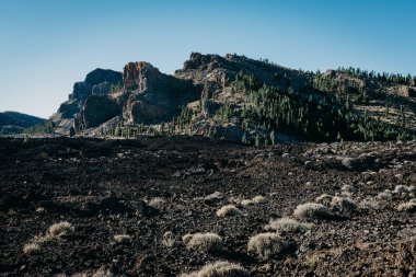 Volkanik kanyonun siyah lav kum ve yeşil çam ağaçları. Teide Milli Parkı. Tenerife