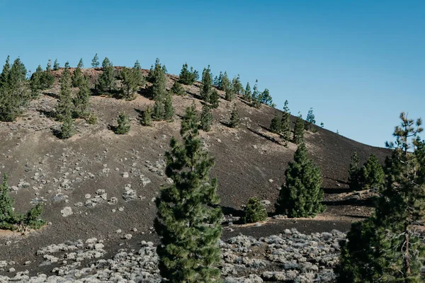 Colline Volcanique Avec Pins Parc National Teide Ténérife — Photo