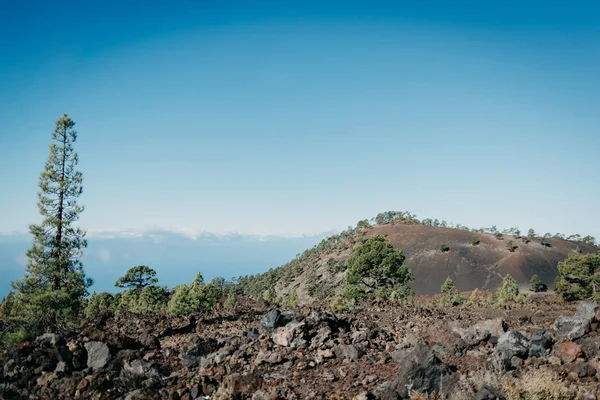 소나무와 언덕입니다 Teide 공원입니다 테네리페 — 스톡 사진