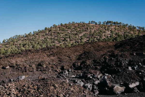 Tepedeki çam ağaçları ile volkanik lav alan kayalar. Teide Milli Parkı. Tenerife